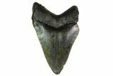 Bargain, Megalodon Tooth - North Carolina #152945-1